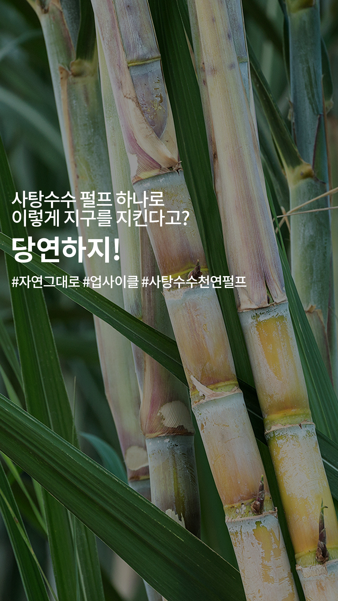 사탕수수 용기 